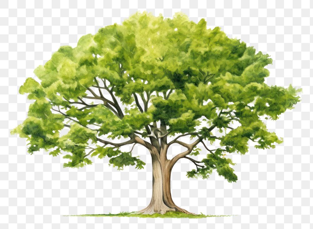PNG Green tree nature plant white background.