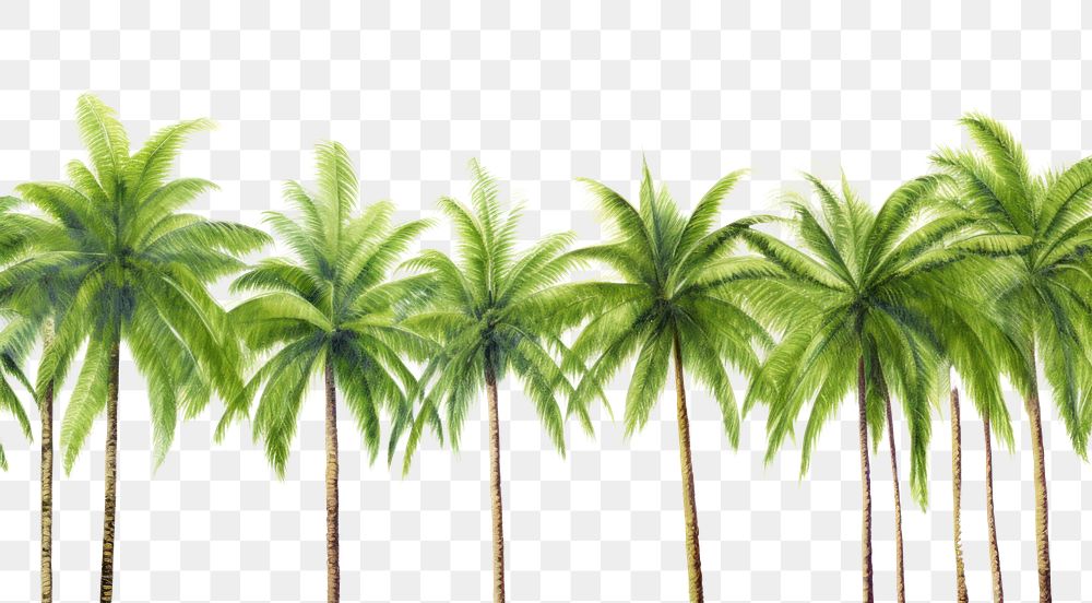 PNG Green palm tree border nature backgrounds outdoors.