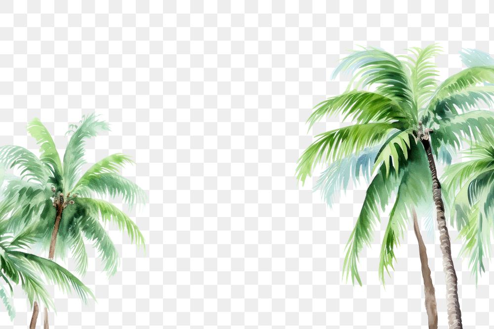 PNG Palm tree nature backgrounds outdoors.