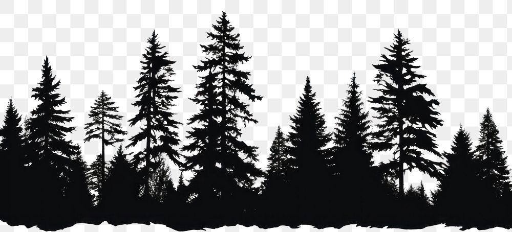 PNG Silhouette of pine trees sketch plant fir.