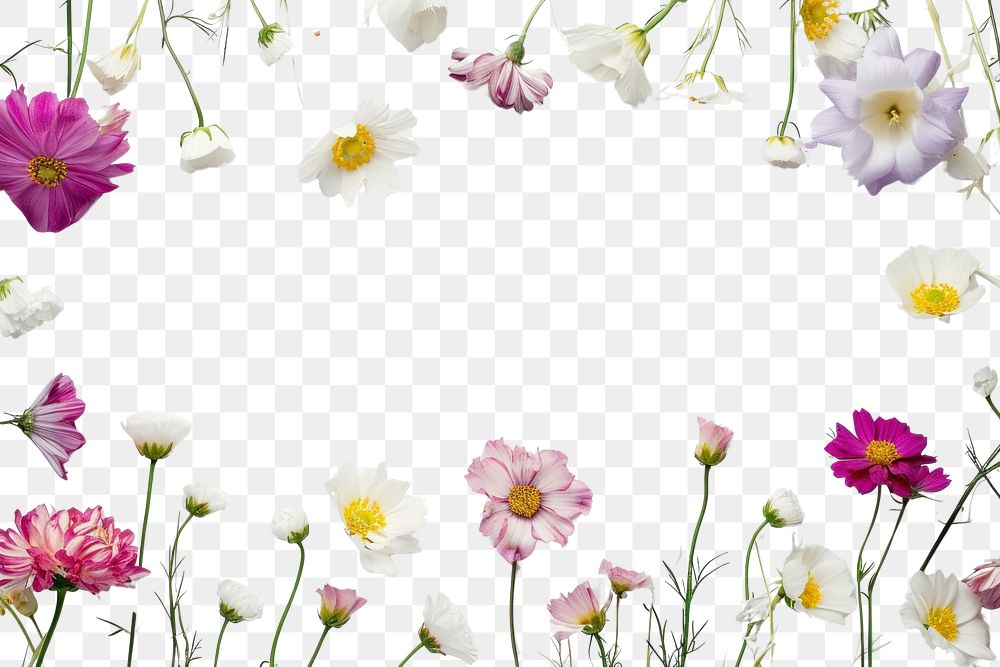 PNG Flower background backgrounds blossom nature.