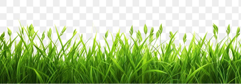 PNG  Green grass backgrounds nature plant.