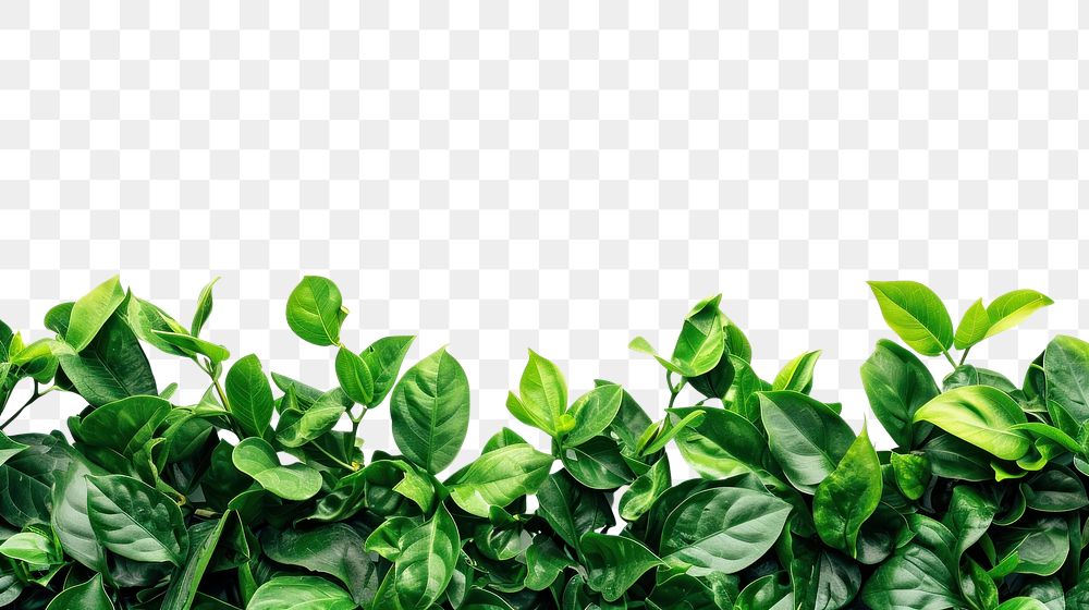 PNG Green leaves backgrounds vegetable spinach.