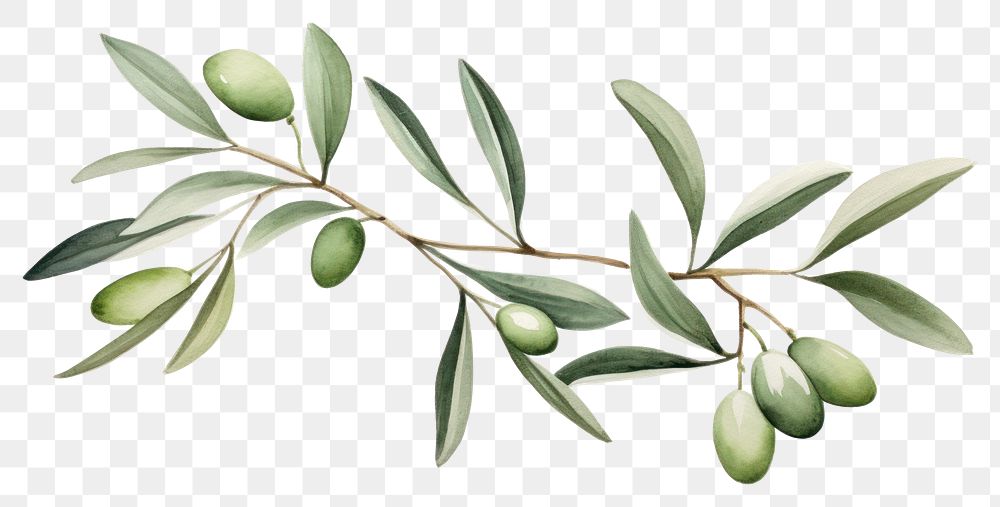 PNG Olive branch plant herbs leaf.