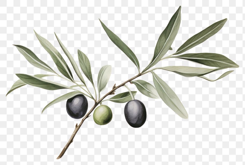 PNG Olive branch plant leaf tree