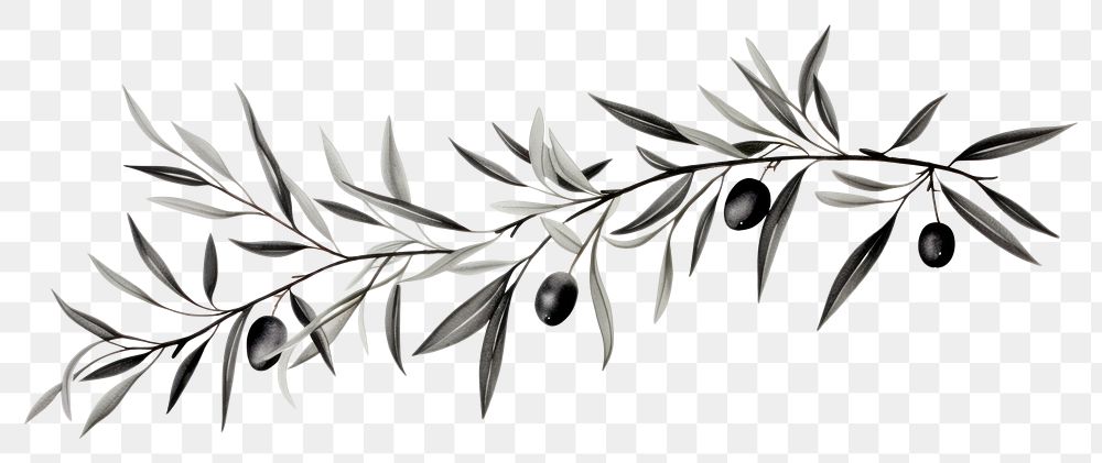 PNG Black and white olive branch hand drawn pattern.
