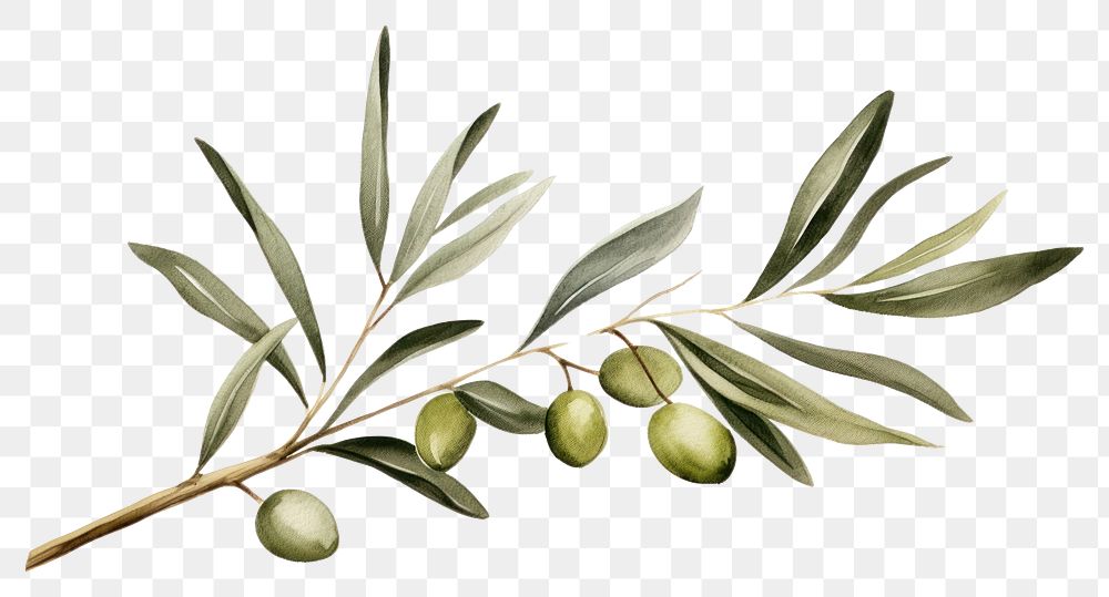 PNG Olive branch hand drawn watercolor plant.