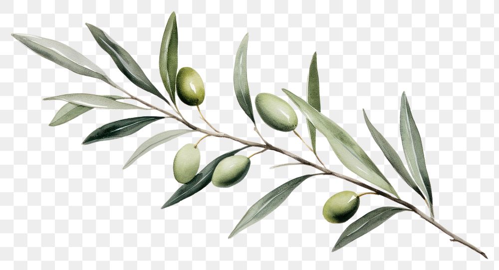 PNG Olive branch hand drawn watercolor plant