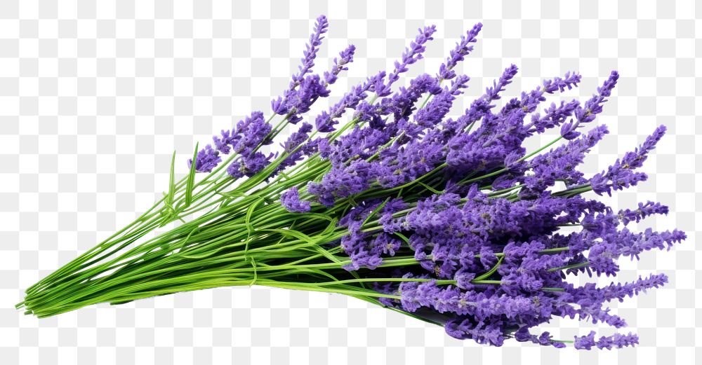 PNG Flower filed Lavender lavender.