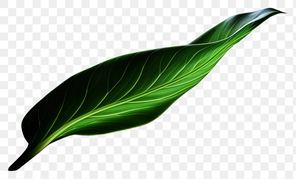 PNG Green leaf technology light effect stripe line.