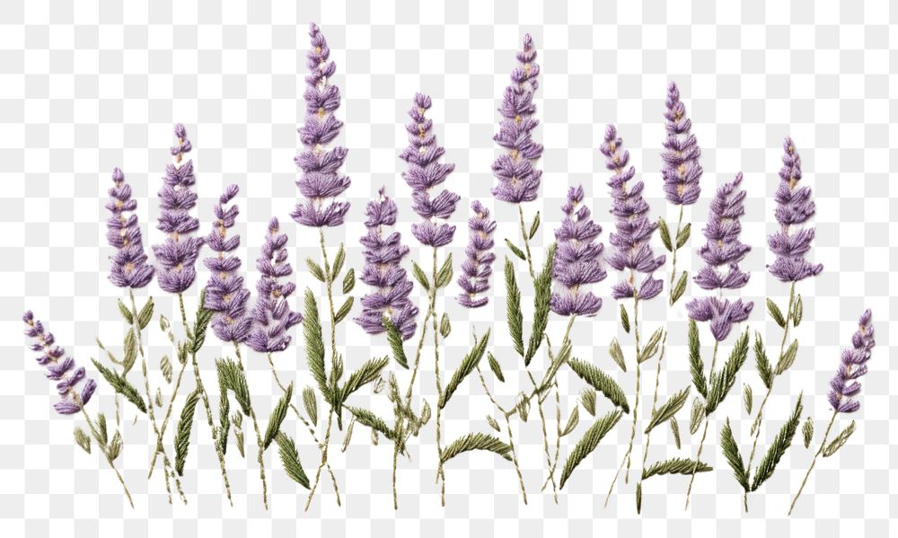 PNG Embroidery floral frame Lavender lavender.
