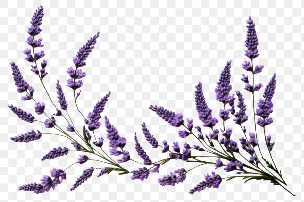 PNG Floral frame embroidery Lavender lavender.