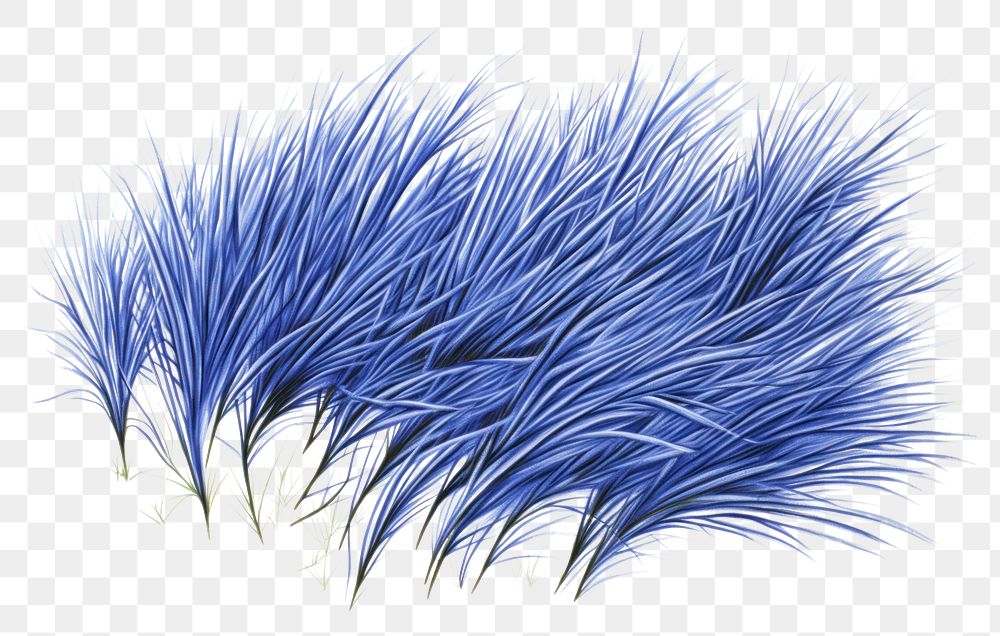 PNG  Drawing grass sketch plant blue.