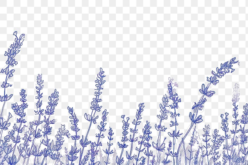 PNG Lavender outdoors drawing nature