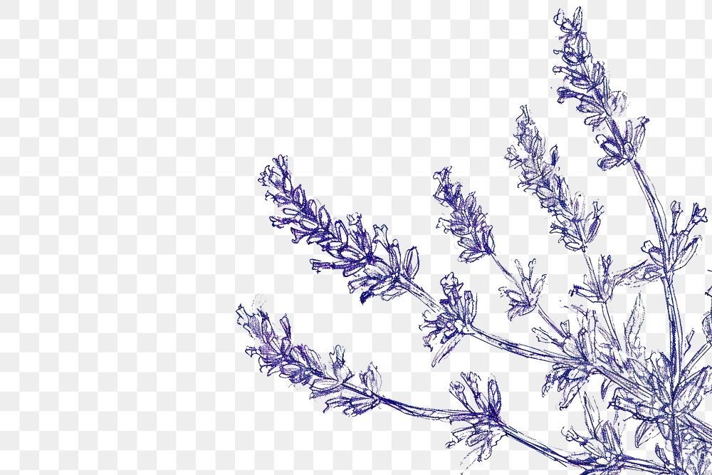 PNG Lavender drawing flower nature