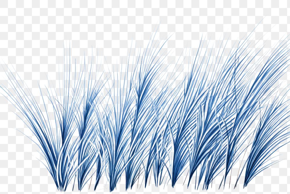 PNG  Drawing grass sketch nature plant.