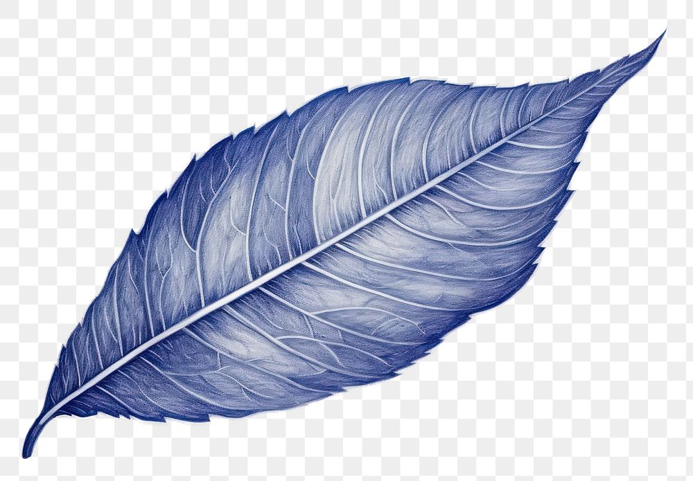 PNG  Drawing leaf sketch plant blue.