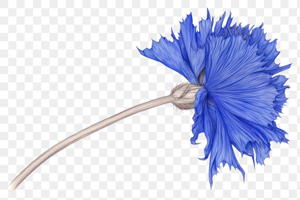 PNG  Drawing flower sketch plant broom.