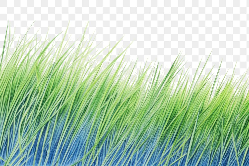 PNG  Drawing grass meadow plant blue tranquility.