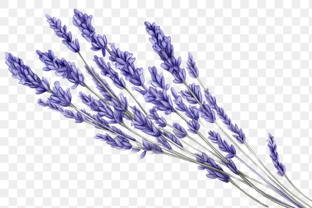 PNG  Drawing lavender flower plant blue.