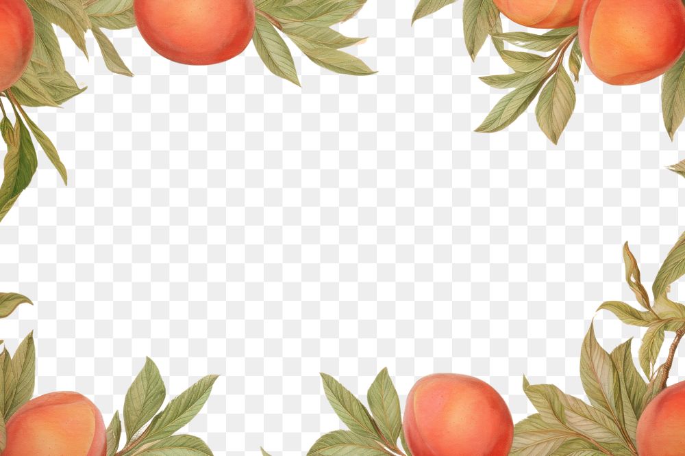 PNG  Realistic vintage drawing of peach border backgrounds fruit plant.