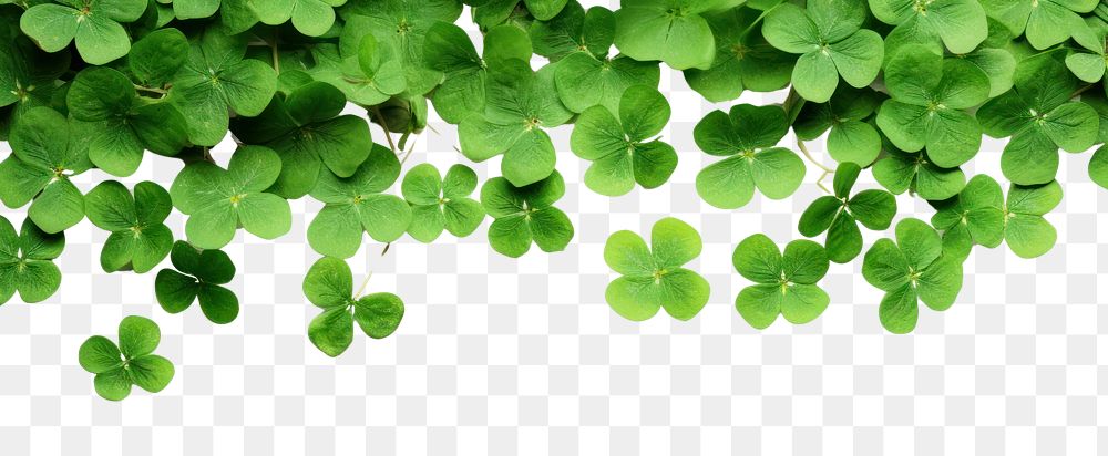 PNG Background with green shamrock on white backgrounds plant herbs