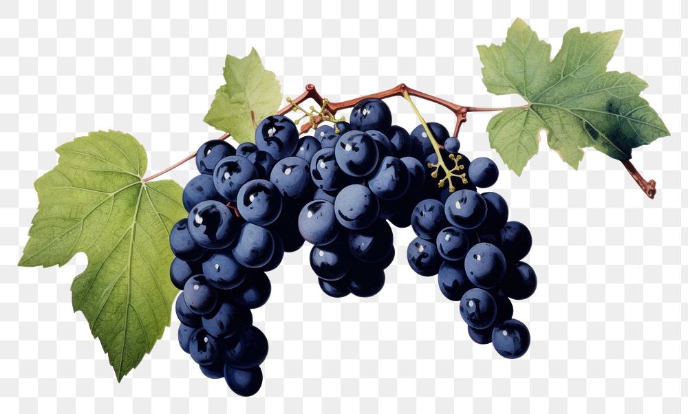PNG Black grape leaves grapes blueberry.
