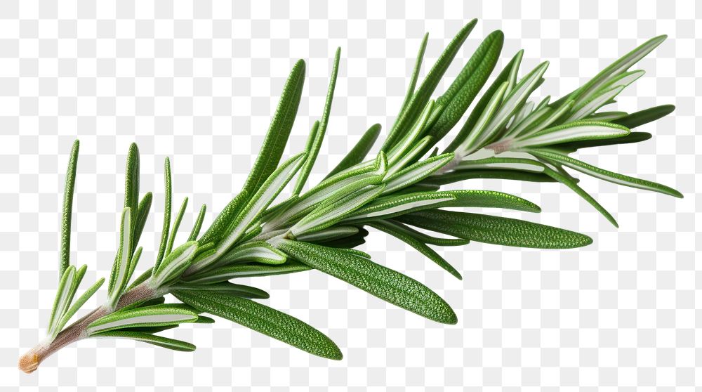 PNG Rosemary plant herbs leaf. AI generated Image by rawpixel.