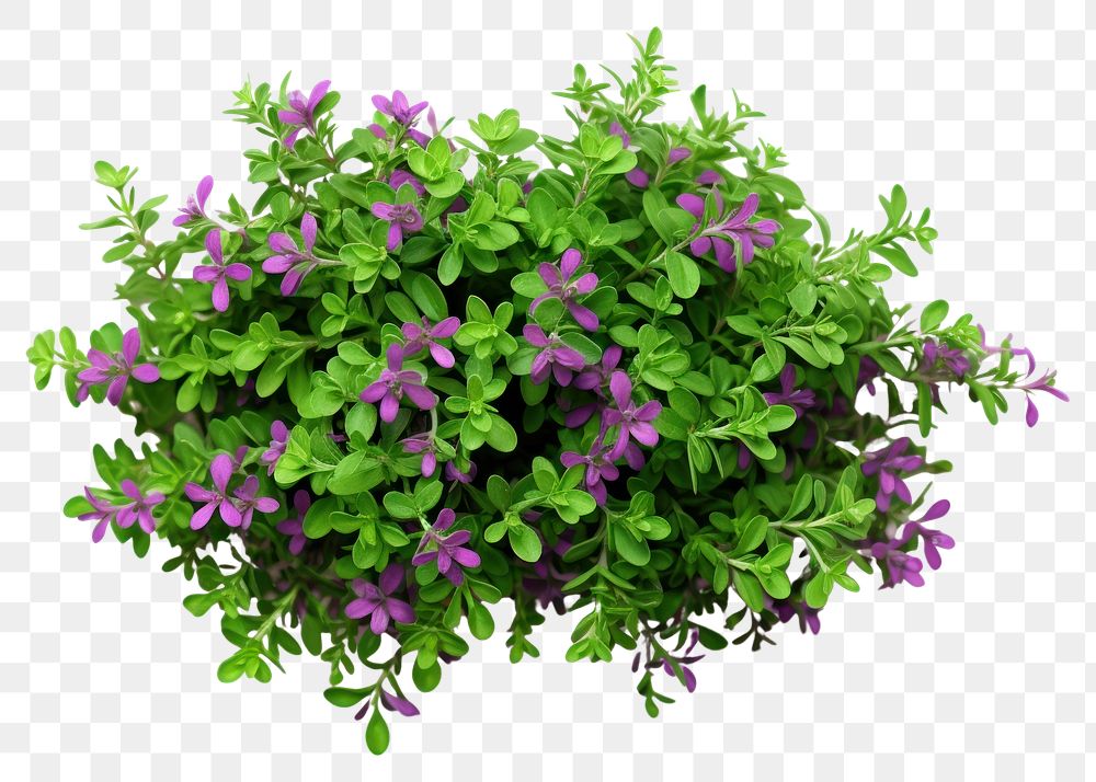 PNG Thyme flower purple plant. AI generated Image by rawpixel.
