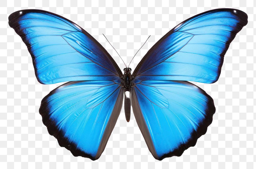 PNG Blue butterfly animal insect white background. AI generated Image by rawpixel.