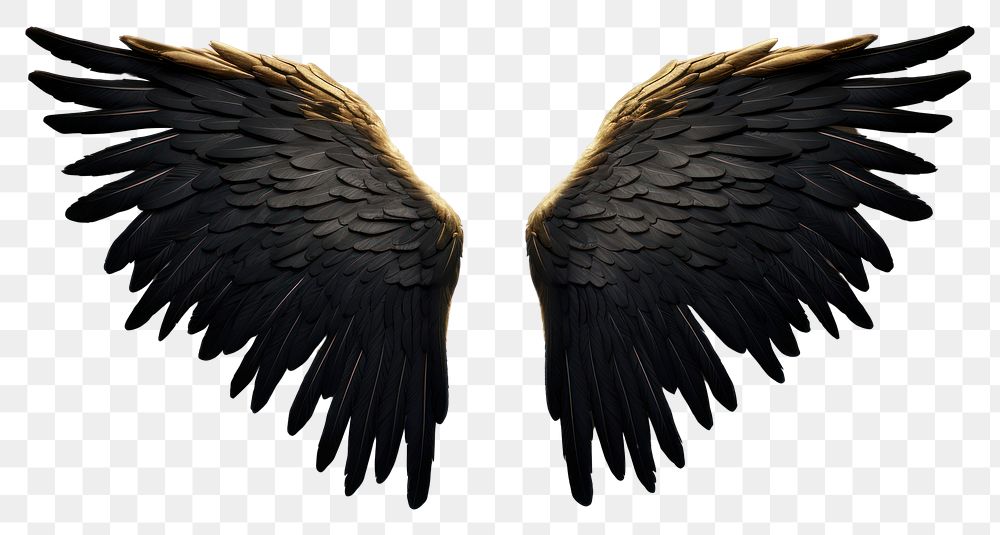 PNG Black and gold angle wing bird white background feather. AI generated Image by rawpixel.