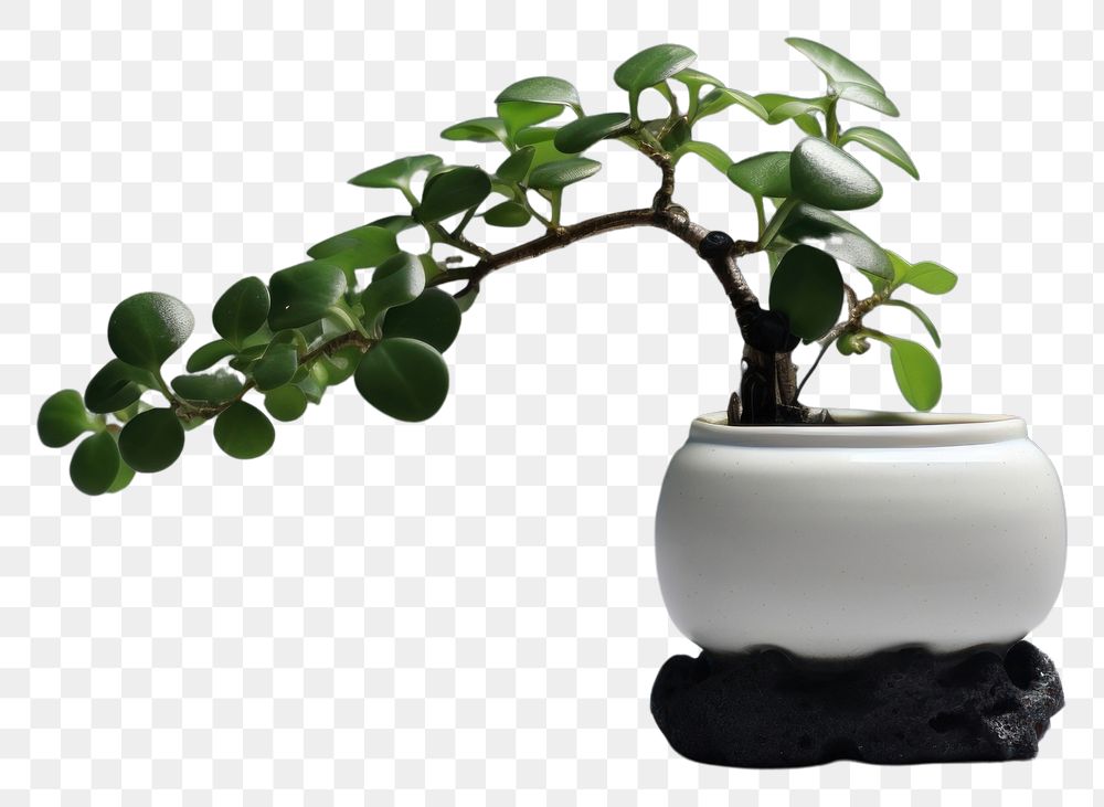 PNG  Potted plant porcelain pottery bonsai leaf tree potted plant. AI generated Image by rawpixel.