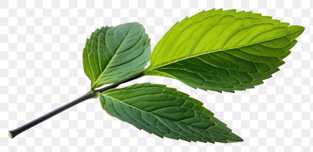 PNG  Leaves leaf plant herbs white background. AI generated Image by rawpixel.