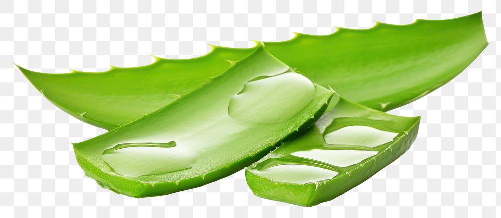 PNG  Aloe Vera plant leaf aloe. AI generated Image by rawpixel.