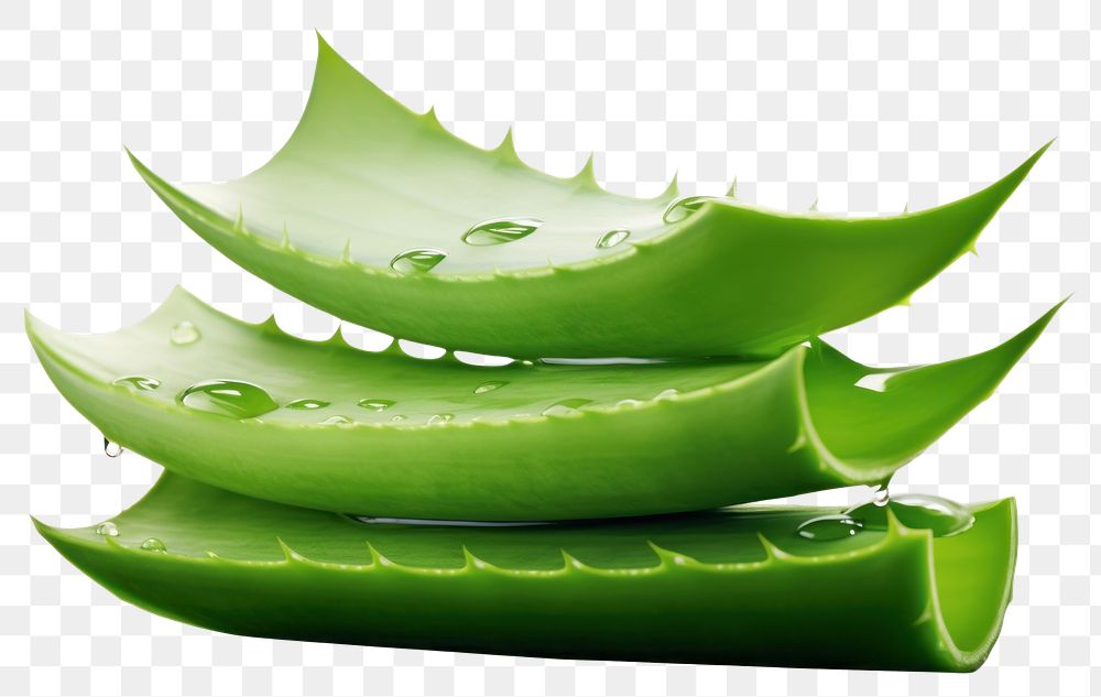 PNG  Aloe Vera aloe plant leaf. AI generated Image by rawpixel.