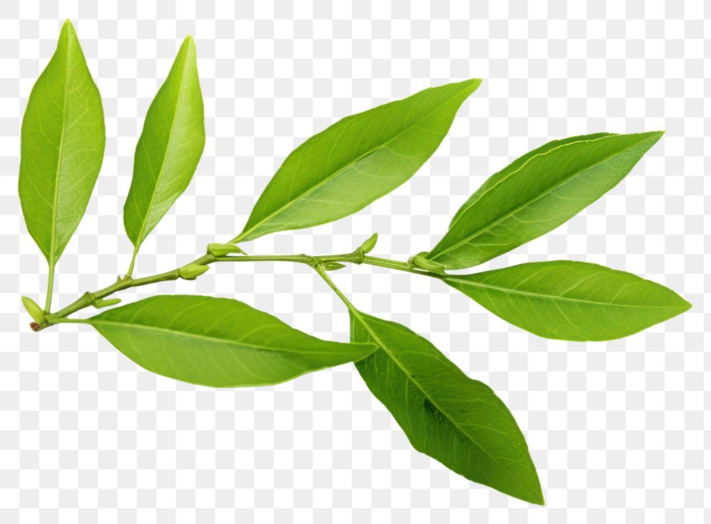 PNG  Green tea leaves plant green herbs. AI generated Image by rawpixel.