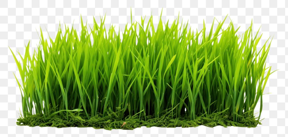PNG  Fresh green grass plant lawn white background. AI generated Image by rawpixel.