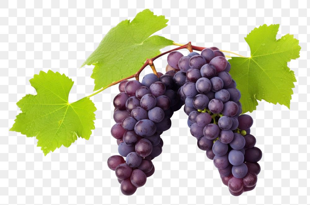 PNG Bunch of purple grapes Vine leaves vine fruit.