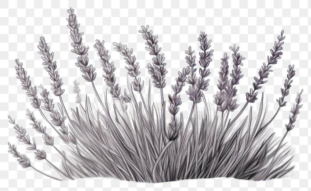 PNG Lavender drawing sketch flower. AI generated Image by rawpixel.