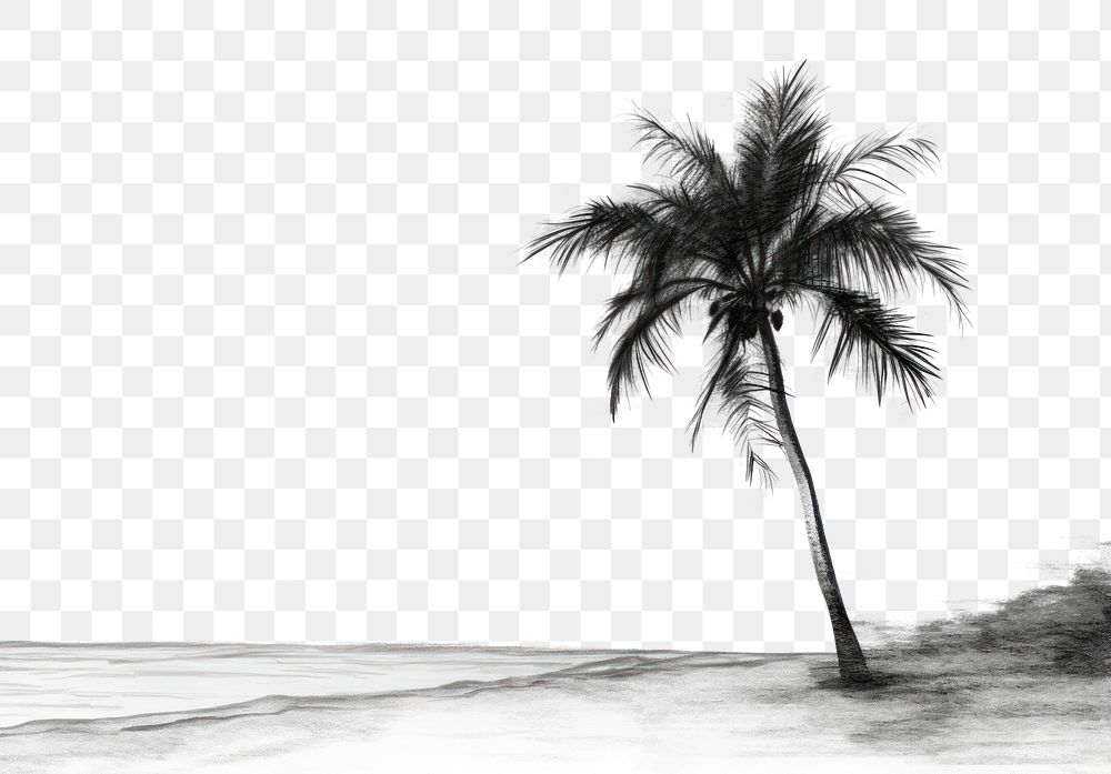 PNG Palm tree on the beach drawing sketch outdoors. AI generated Image by rawpixel.