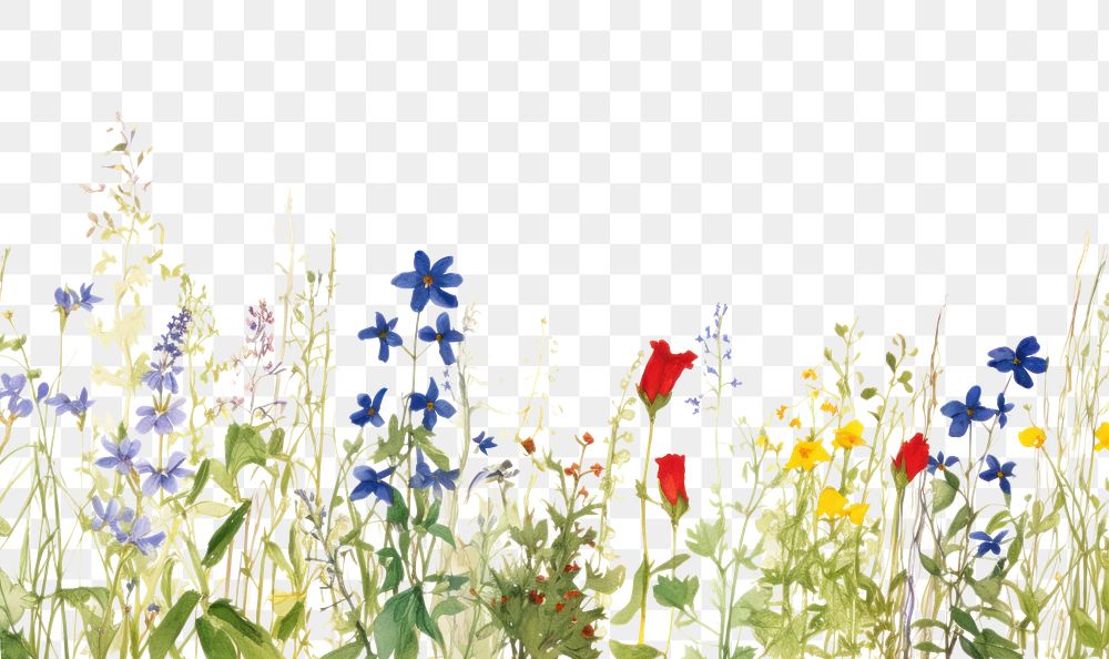 PNG Wildflower border outdoors plant white background.