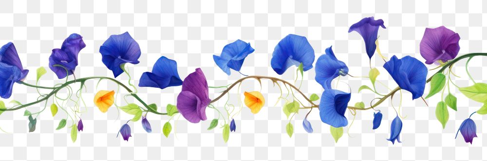 PNG Butterfly pea flowers border petal plant white background.