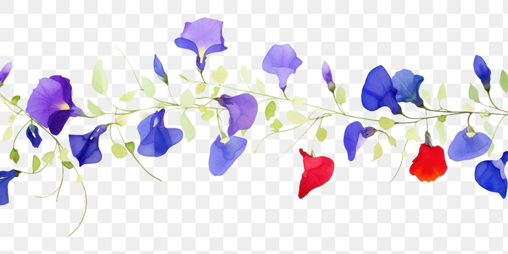 PNG Butterfly pea flowers border plant petal white background.