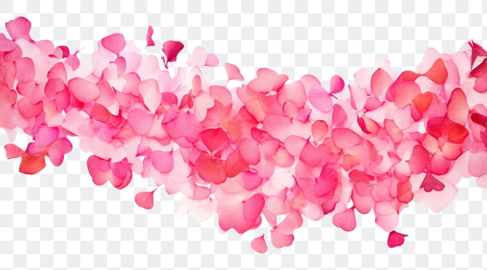 PNG Cherry blossom petals border backgrounds white background splattered.