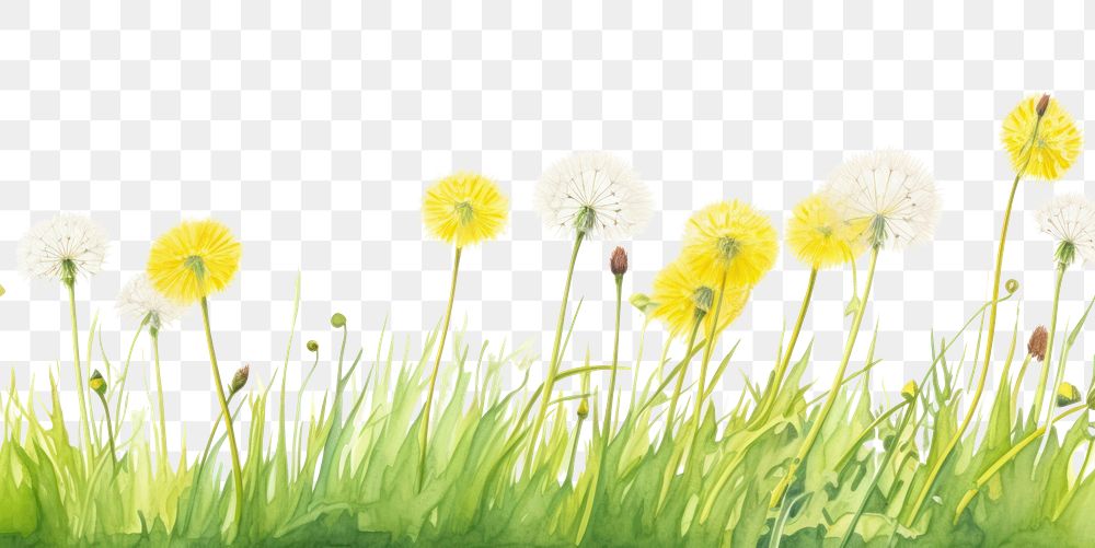 PNG Dandelion in the grass border backgrounds outdoors flower.