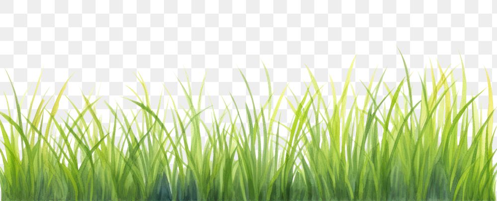 PNG Grass border backgrounds outdoors nature.