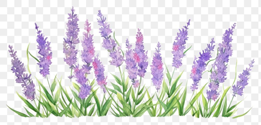 PNG Lavender blossom flower nature.
