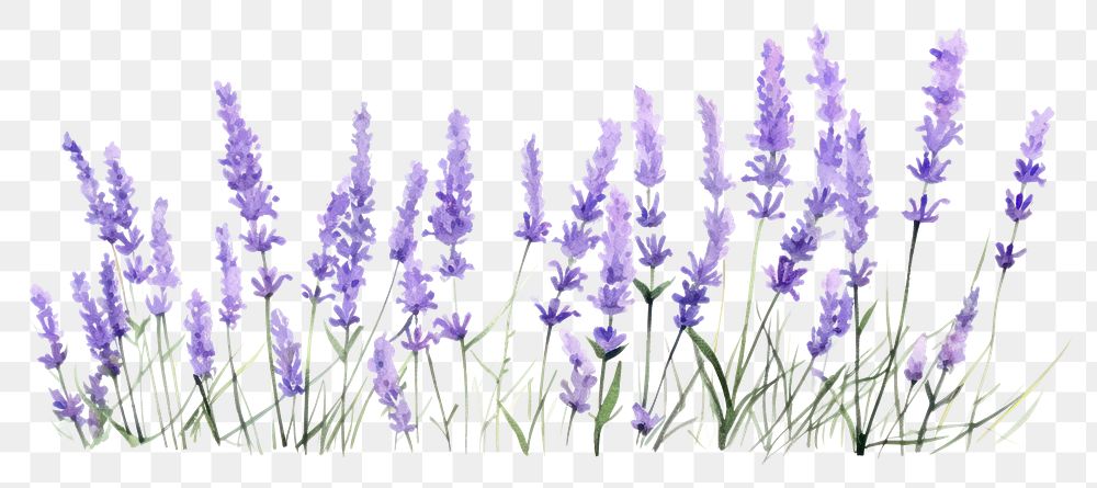 PNG Lavender blossom flower nature.