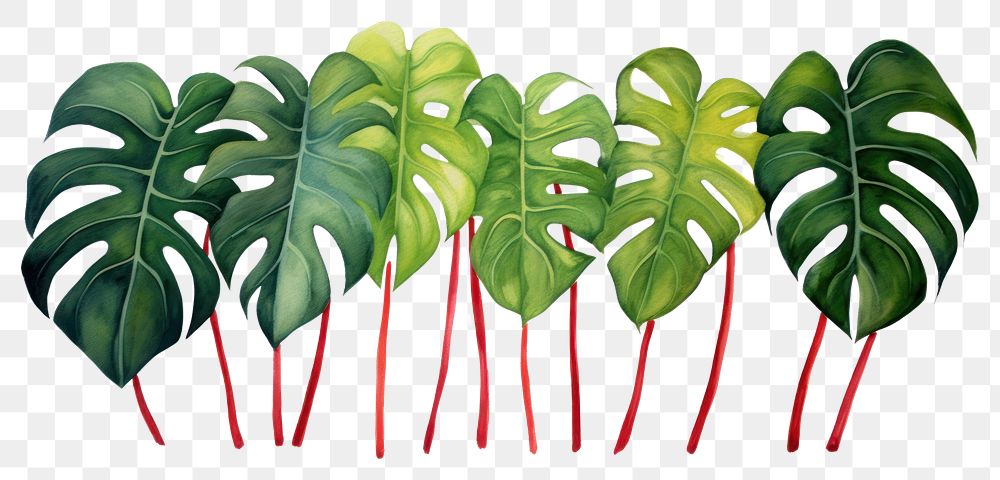PNG Monstera border plant green leaf.