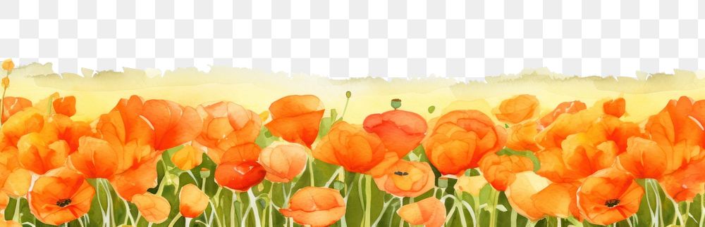 PNG Orange ranunculus field nature backgrounds outdoors.